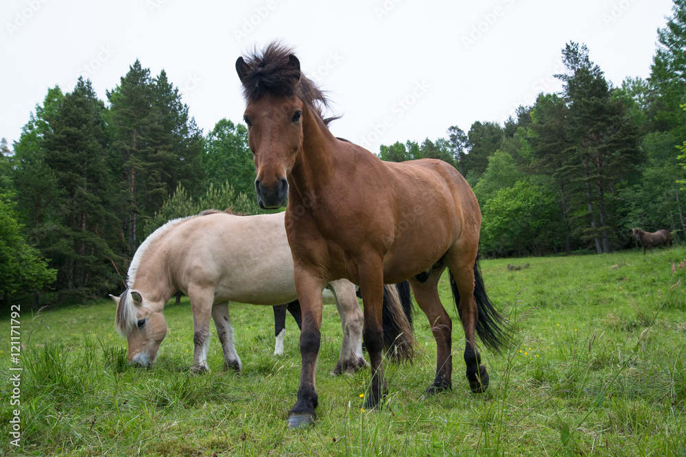 Horse grazing in a meadow Horse grazing in a meadow