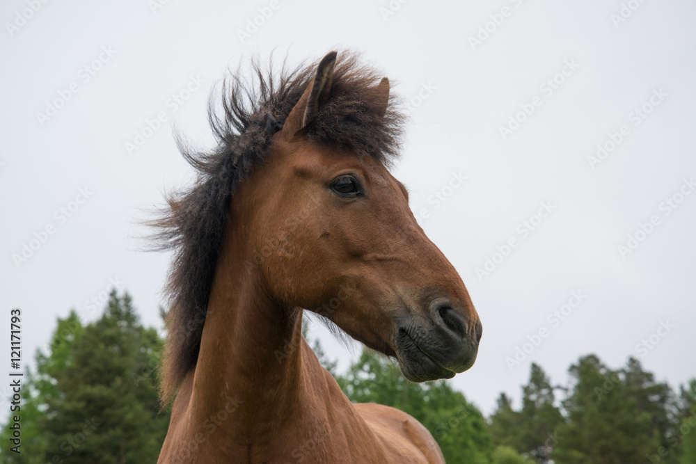 Fototapeta premium Horse grazing in a meadow