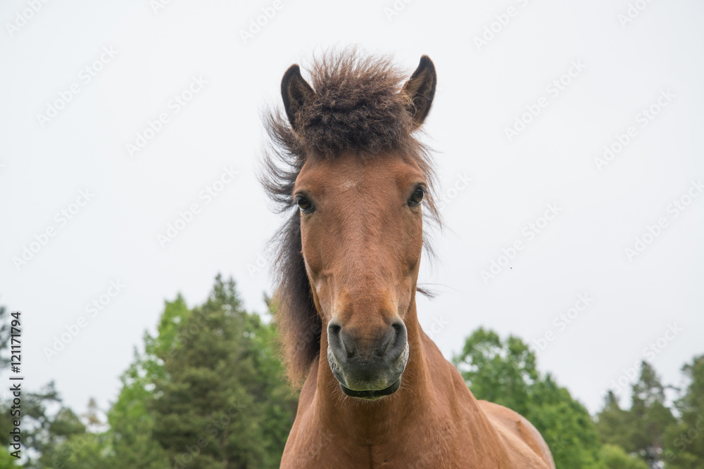 Horse grazing in a meadow Horse grazing in a meadow