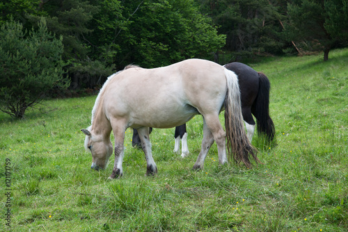 Horse grazing in a meadow