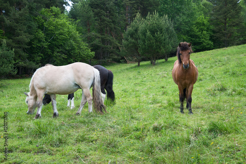 Horse grazing in a meadow