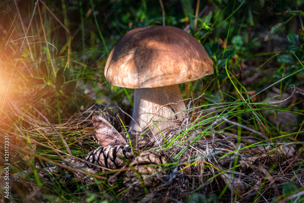 Боровичок Mushroom boletus Боровичок Mushroom boletus
