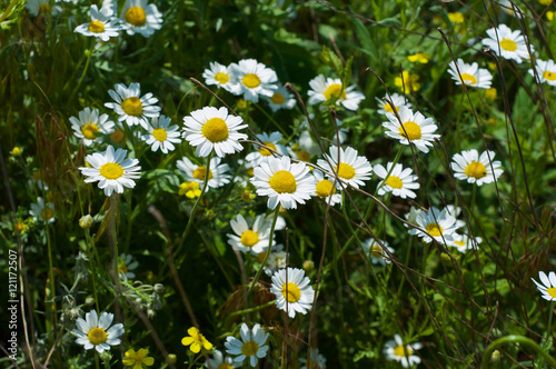 field of wild white daisies among the green grass © nndanko