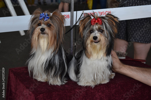Funny dogs