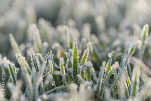 Frozen morning grass 