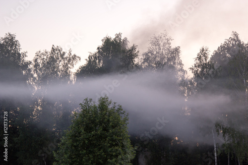 dense fog over forest at sunset