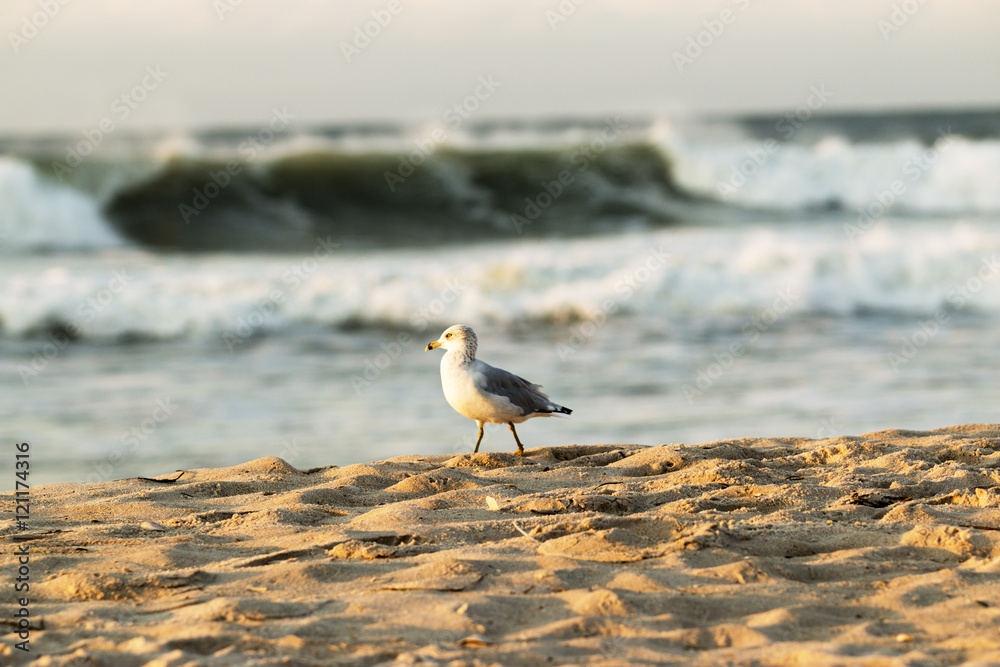 Naklejka premium Seagull on beach with rough surf in background