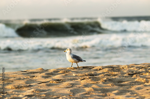 Seagull on beach with rough surf in background
