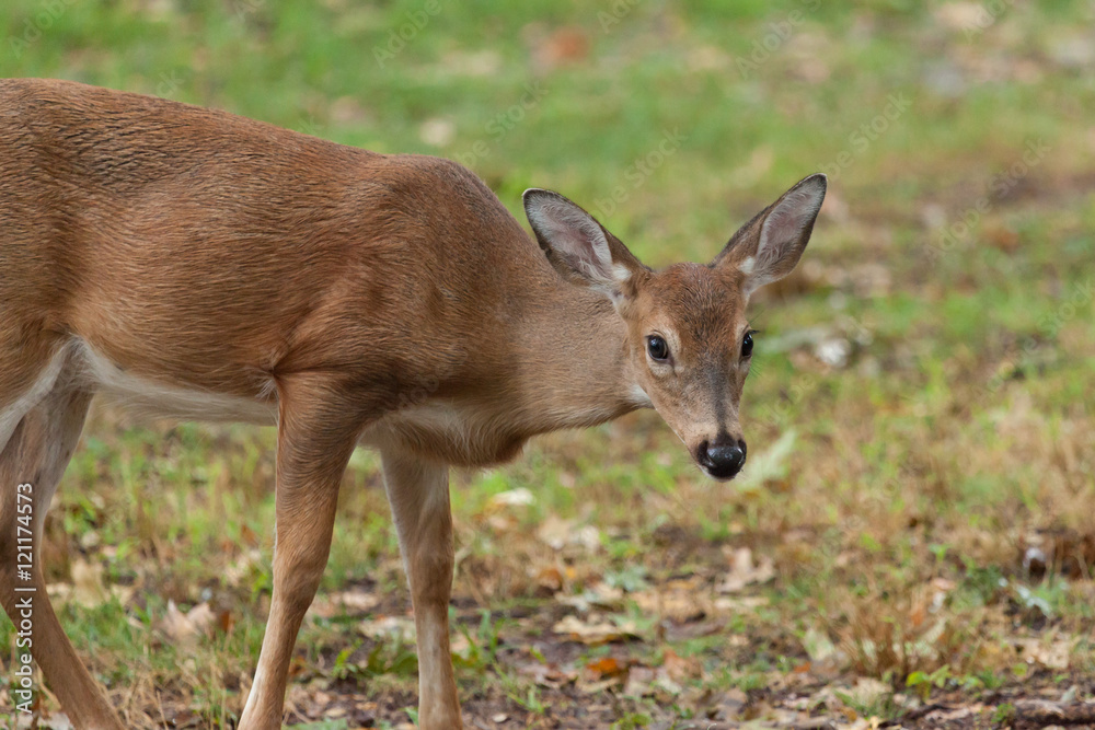 Young Whitetail Deer