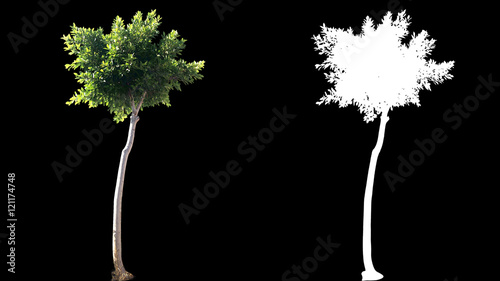 Blowing on the wind beautiful green round decorative full size real trees isolated on alpha channel with black and white luminance matte, perfect for film, digital composition