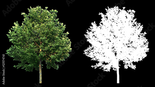 Quadro su tela Blowing on the wind beautiful green full size real trees isolated on alpha chann