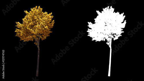 Blowing on the wind beautiful European decorative full size real autumn yellow trees isolated on alpha channel with black and white luminance matte, perfect for digital composition
