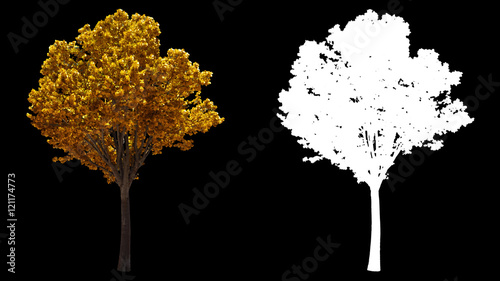 Blowing on the wind beautiful European decorative full size real autumn yellow trees isolated on alpha channel with black and white luminance matte, perfect for digital composition