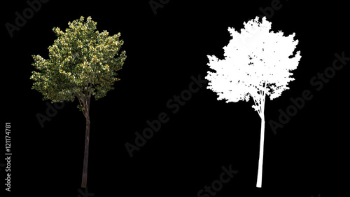Blowing on the wind beautiful green European decorative full size real trees isolated on alpha channel with black and white luminance matte, perfect for film, digital composition