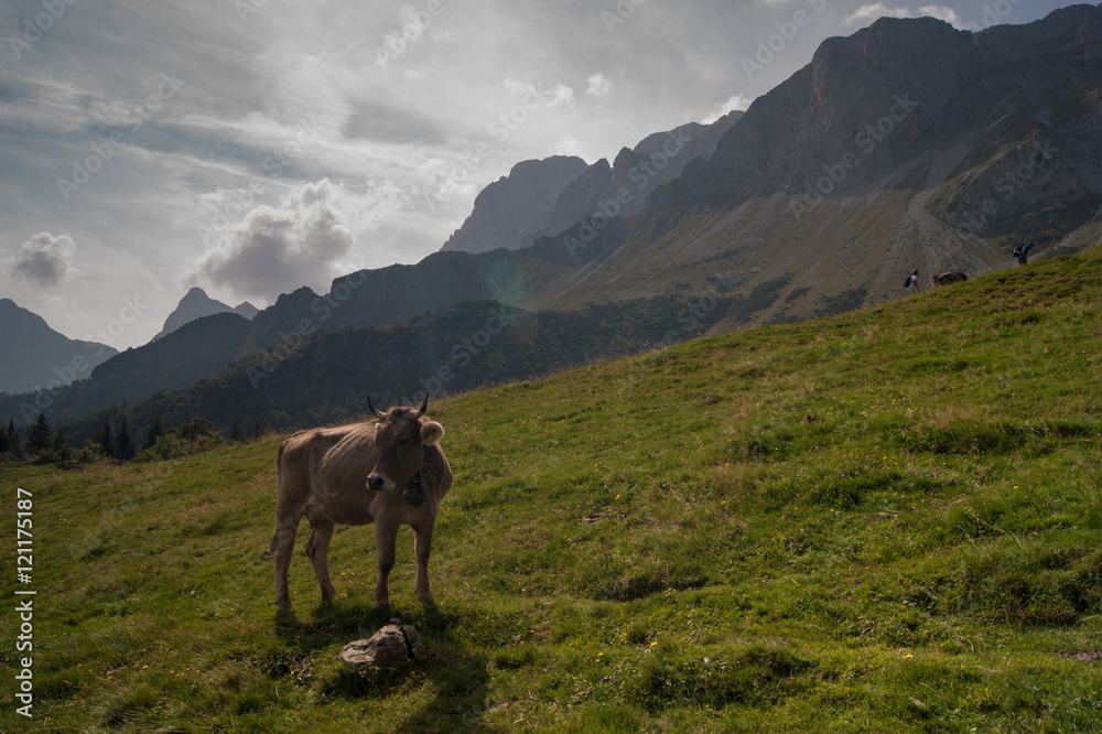 Fototapeta premium Cow