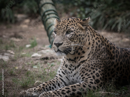 MIRADA FELINA