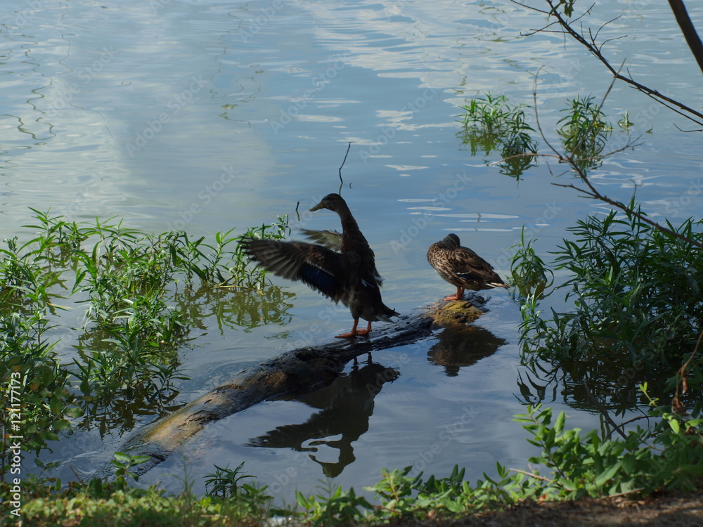 Fototapeta premium Mallard Directing