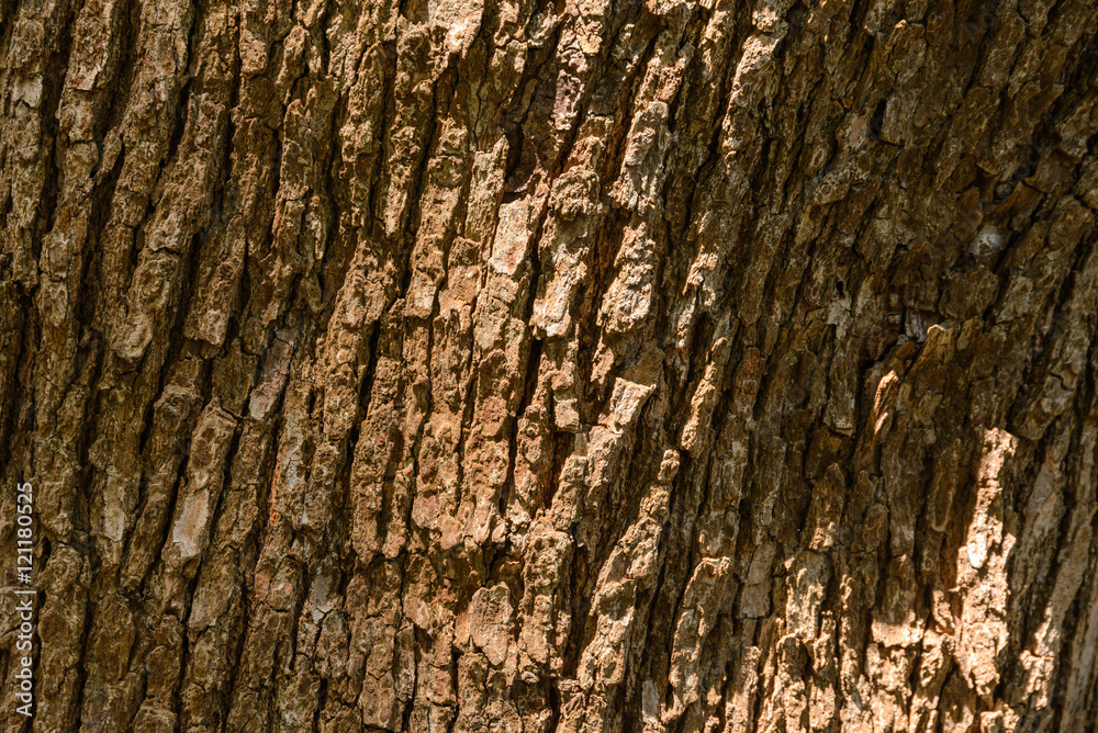 Obraz premium Tree Trunk