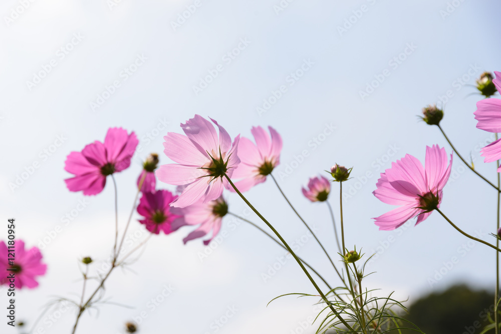 Cosmos Flowers Cosmos Flowers