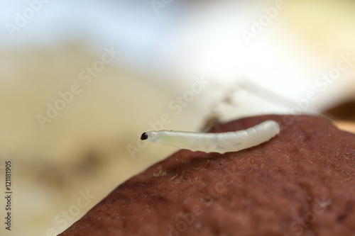 Fungus gnat larva, Mycetophilidae on boletus mushroom