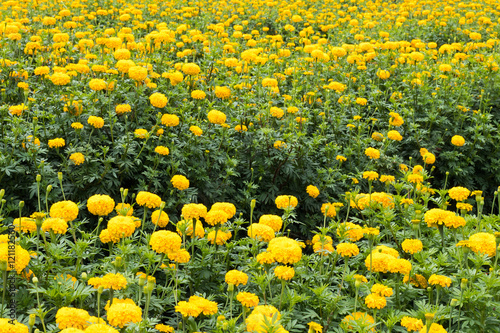 Many yellow marigolds.