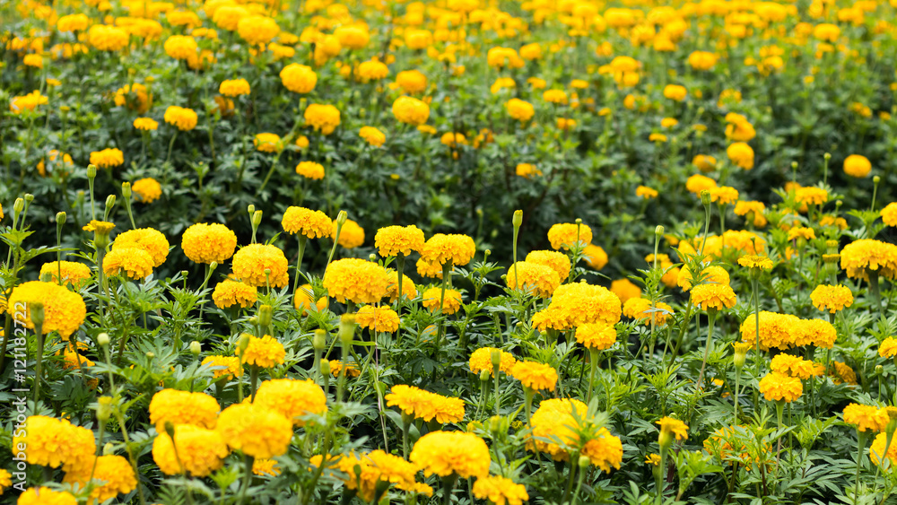 Many yellow marigolds. Many yellow marigolds.