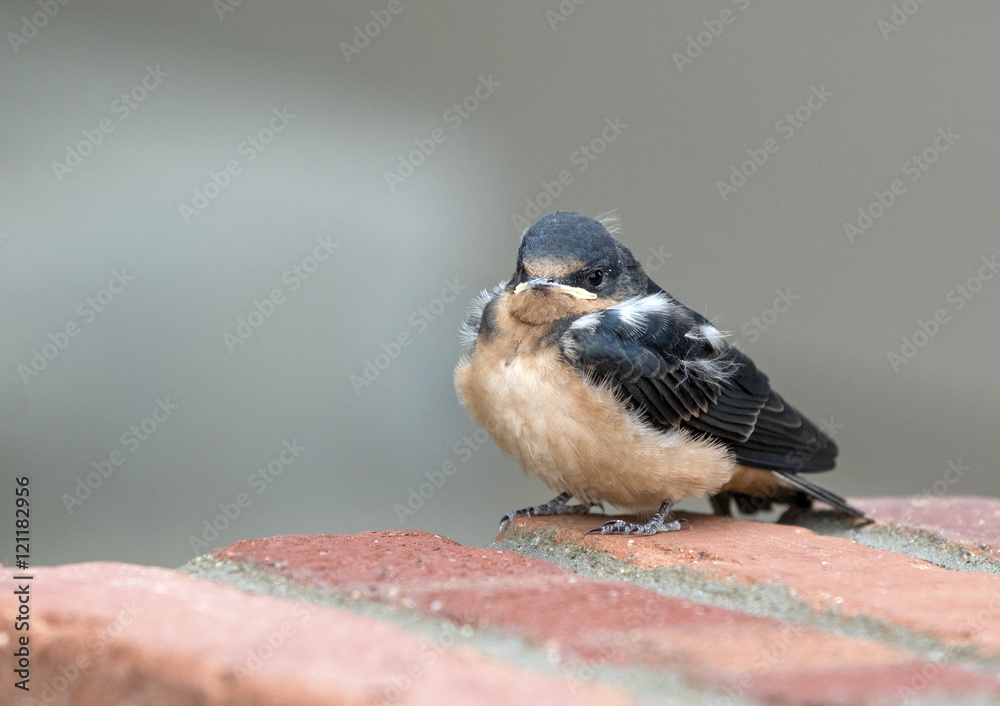 Naklejka premium Young barn swallow - portrait