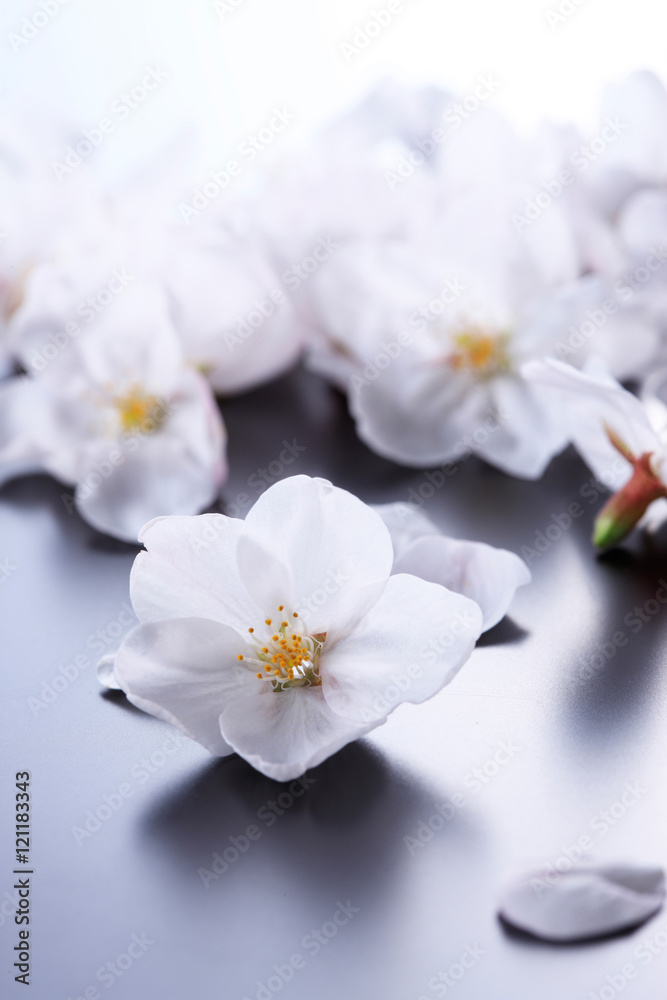 桜の花びら 桜の花びら