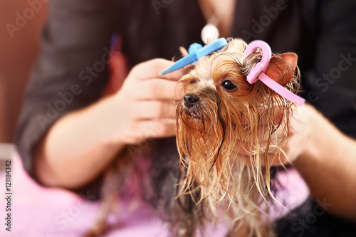 Yorkshire terrier with hair curlers in salon