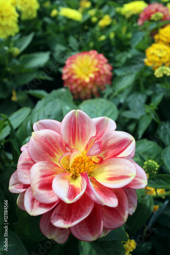 dahlia