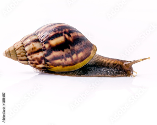 Close up of vanilla snail isolate on white background with refle