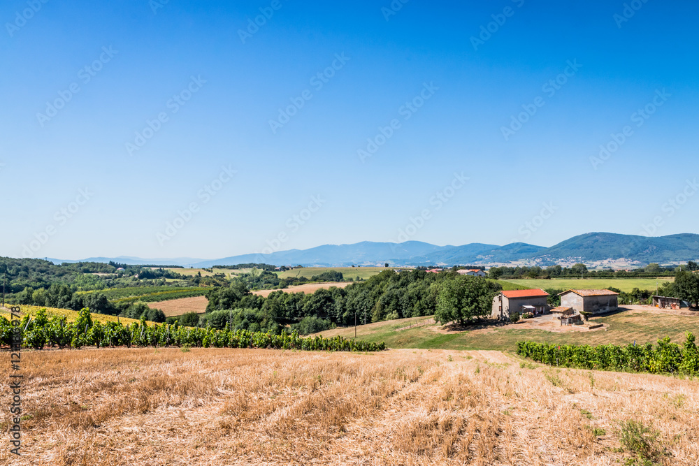 Champs de vignes dans la vallée du Rhône