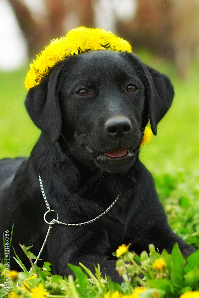 Beautiful purebred Labrador puppy lying on the grass in the summ Beautiful purebred Labrador puppy lying on the grass in the summ