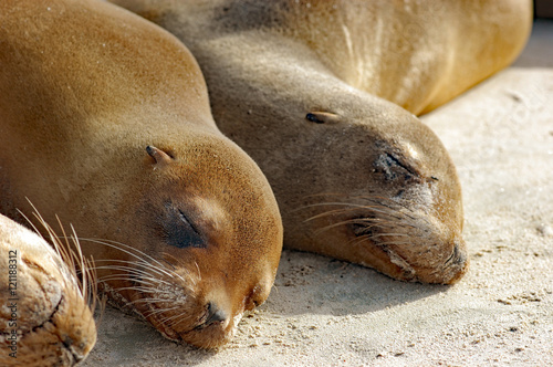 Sea lions up-close on Galapagos beach