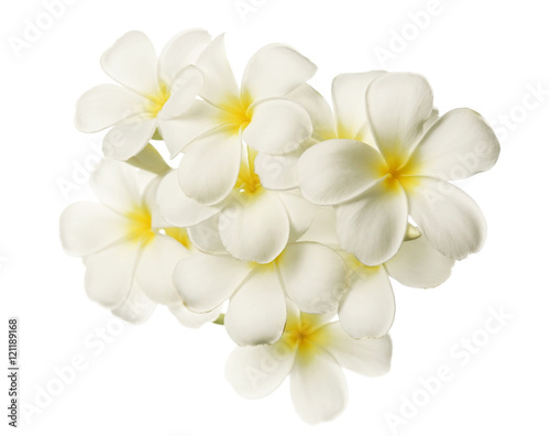 Fototapeta Naklejka Na Ścianę i Meble -  white frangipani (plumeria) flowers in isolated style on white background

