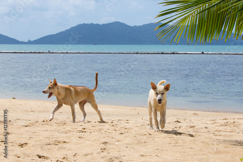 Two wild dogs at the beach of Koh Chang Thailand on a sunny day with tropical background