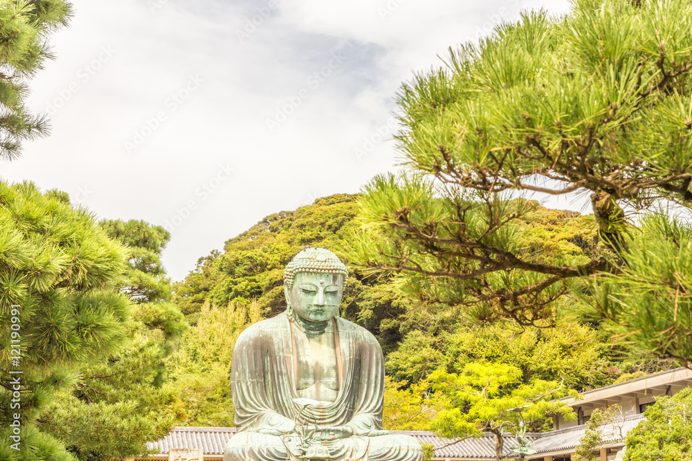 The Great Buddha of Kamakura.There are pigeons on top of the Buddha's head.Foreground is a pine tree.