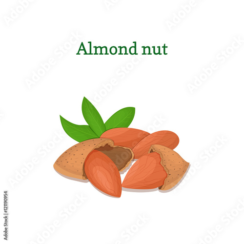 Almond with leaves. Vector illustration of a handful of almond nut isolated on white background it can be used as packaging design element, printing brochures on healthy and vegetarian diet
