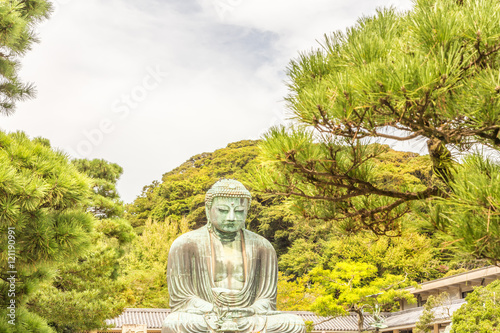 The Great Buddha of Kamakura.There are pigeons on top of the Buddha's head.Foreground is a pine tree.