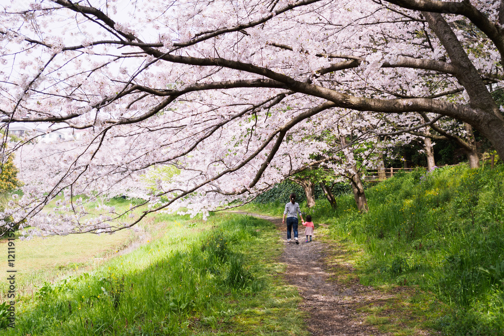 桜の下を歩く親子
