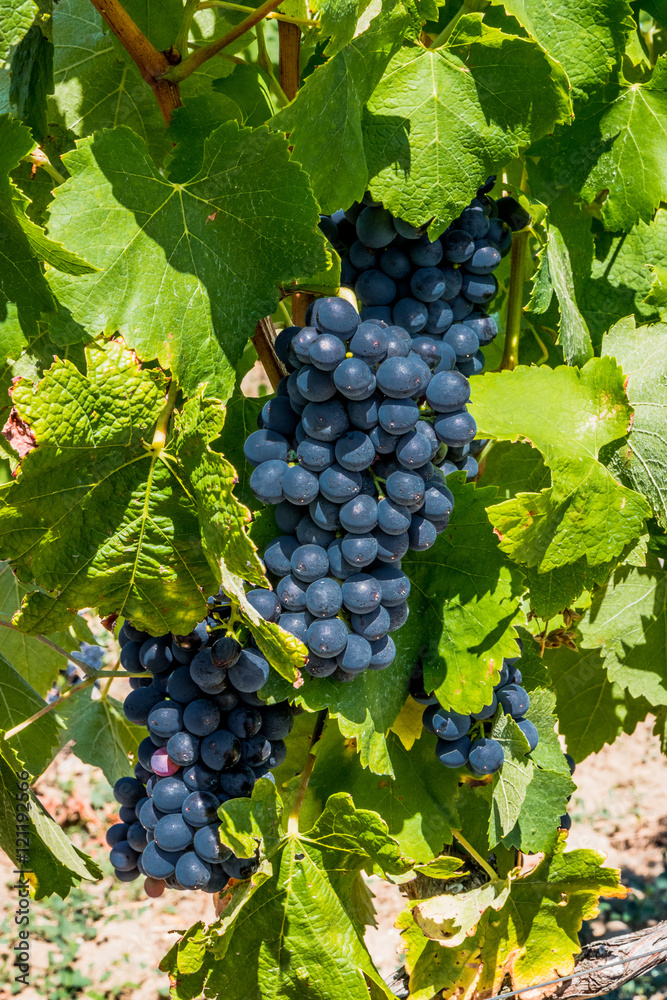 Raisin sur pied de vignes dans la vallée du Rhône