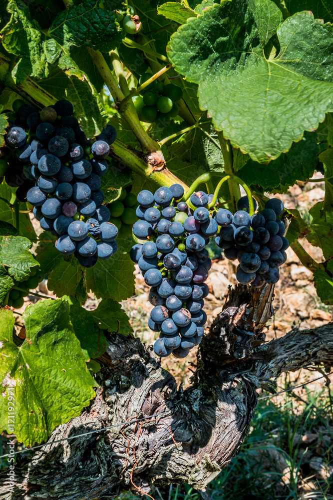 Raisin sur pied de vignes dans la vallée du Rhône
