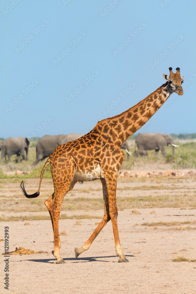 Fototapeta premium Portrait of giraffe in Amboseli, Kenya. Group of elephants on ba