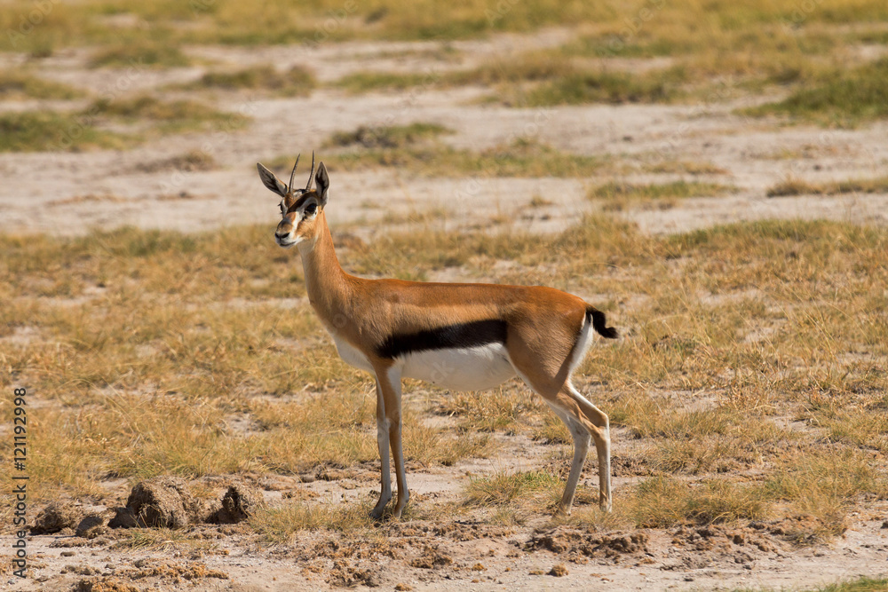 Young Male Impala in Amboseli National Park, Kenya Young Male Impala in Amboseli National Park, Kenya
