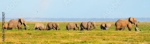 Panorama of elephants walking in the grass in Amboseli national