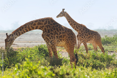 Two giraffes wallking in the grass in Amboseli  Kenya