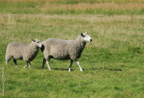 Grey karakul sheep walking in a field. 