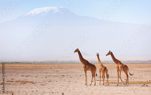 Three giraffes in front of Kilimanjaro at the background shot at photo
