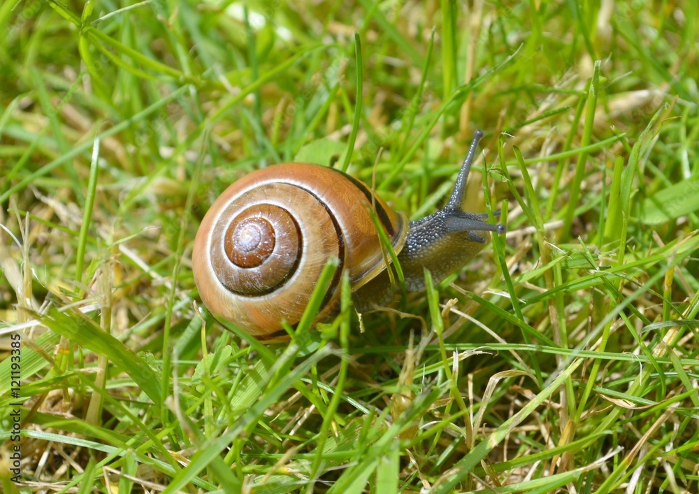 Brown Snail with The Shell Cravling on The Green Grass Brown Snail with The Shell Cravling on The Green Grass