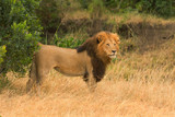 Male lion walking in grass in Masai Mara, Kenya. Side view